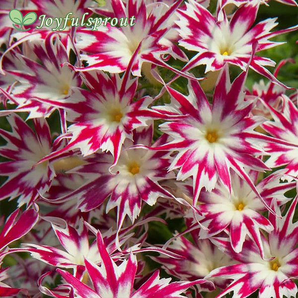 Popstars Rose With Eye Phlox Seeds