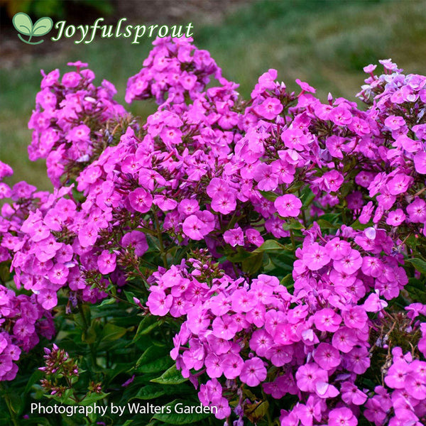 Phlox Garden Girls 'Cover Girl' Garden