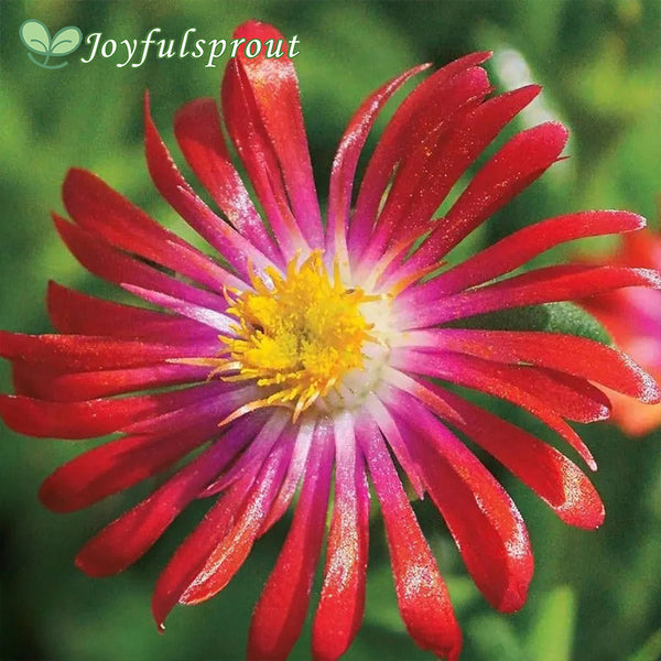 Delosperma 'Jewel of Desert Garnet'