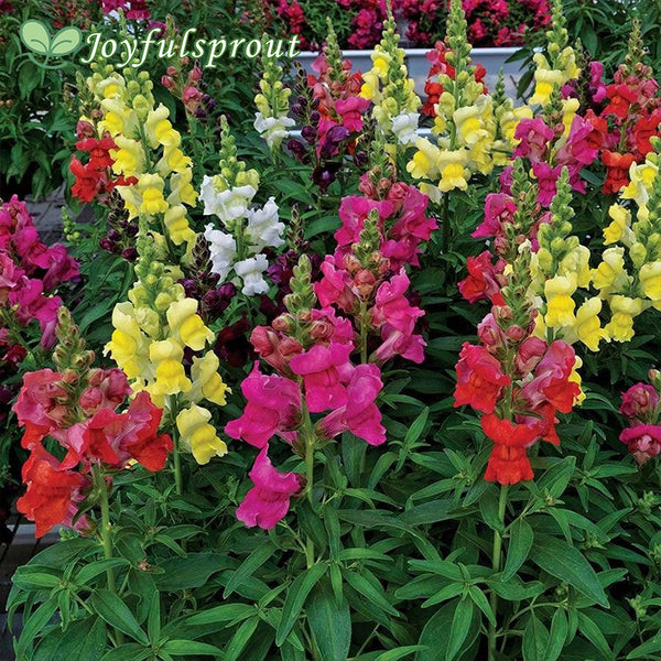 Candy Tops Mix Snapdragon Seeds