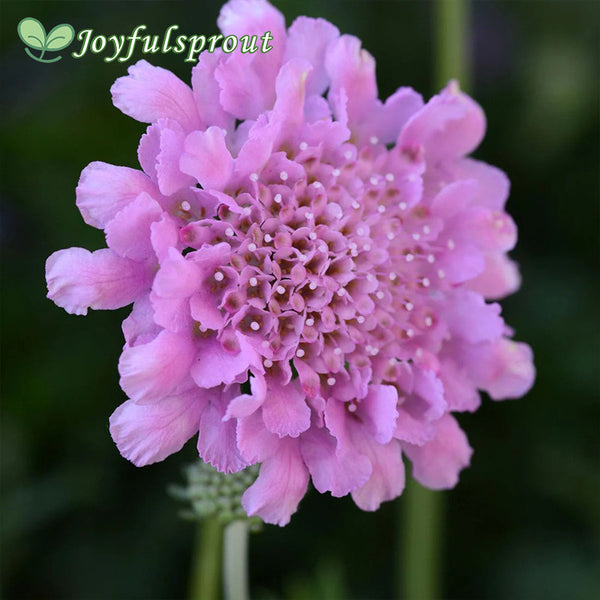 Scabiosa Flutter Rose Pink