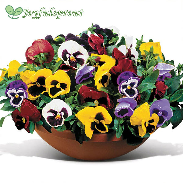 Matrix Full Mix Hybrid Pansy Seeds
