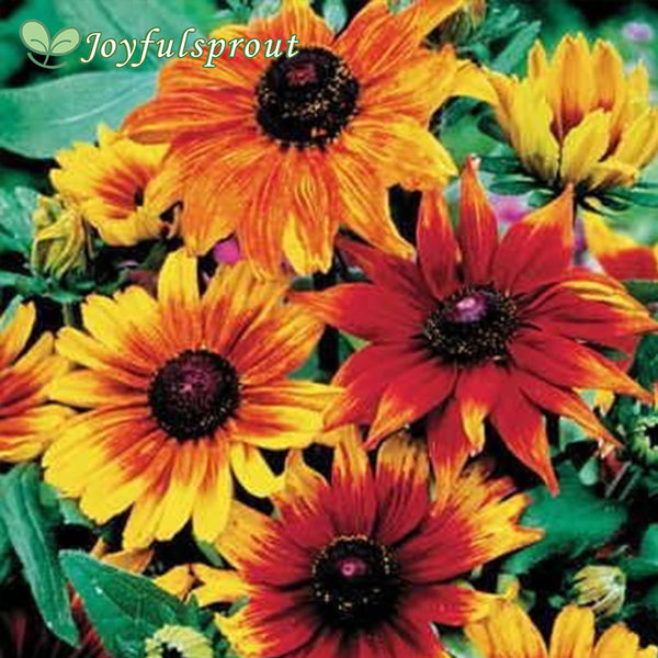 Autumn Colors Rudbeckia Seeds