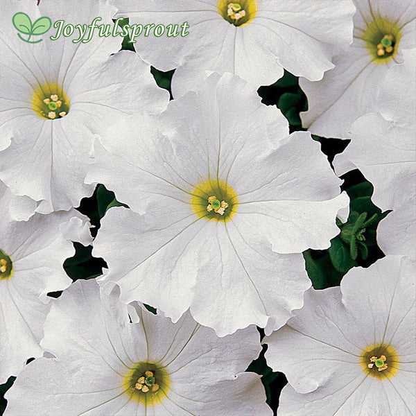 Dreams White Petunia Seeds