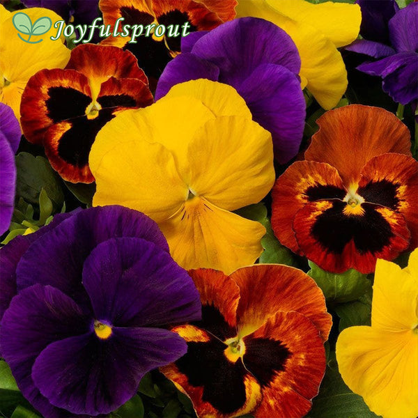 Majestic Giants II Autumn Mix Pansy Seeds