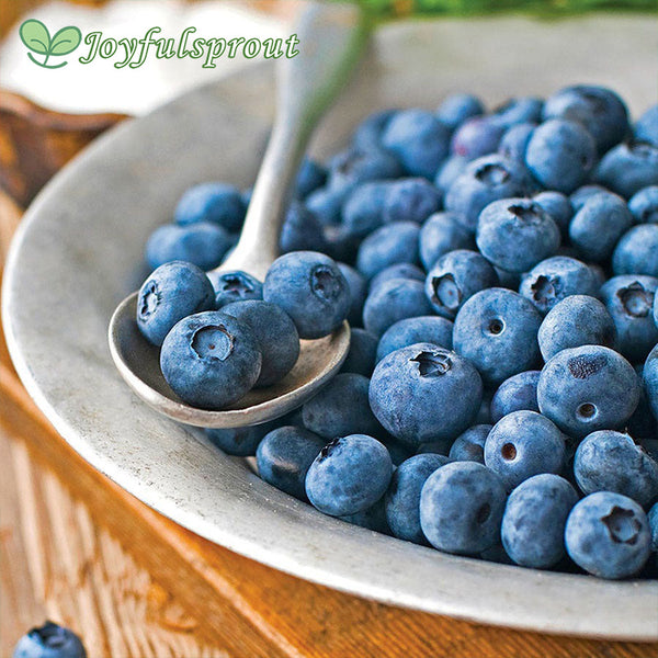 Vaccinium 'Patriot' Blueberry Seeds