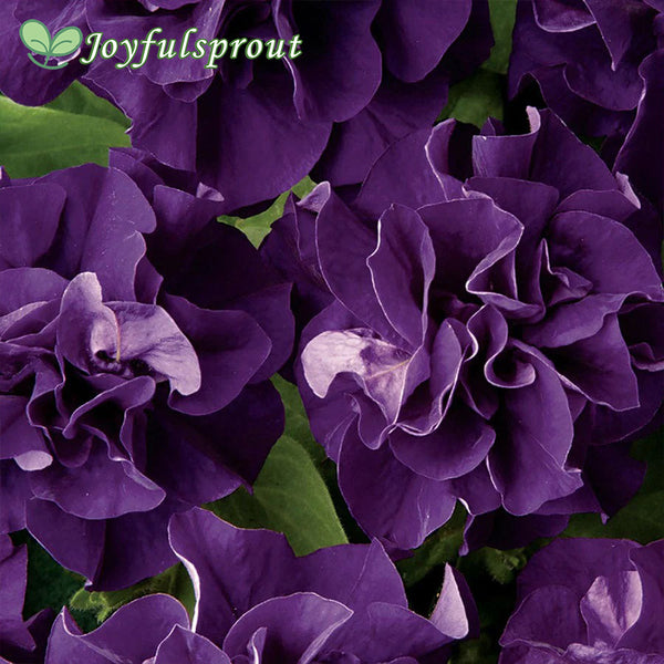 Double Cascade Blue Double Petunia Seeds