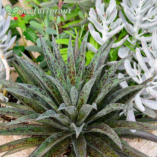 Mangave Mad About Mangave 'Pineapple Express'