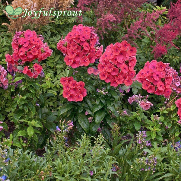 Phlox Flame Coral
