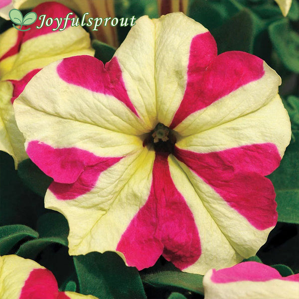 Sophistica Lime Bicolor Petunia Seeds