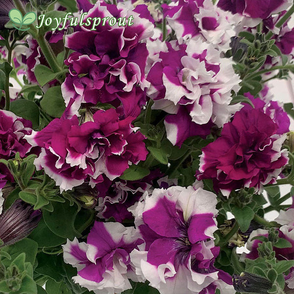 Allegra Picotee Velvet Petunia Seeds