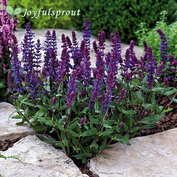 New Dimension Blue Salvia Seeds