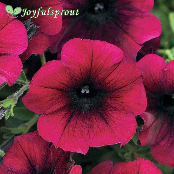 Easy Wave Burgundy Velour Petunia Seeds