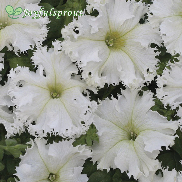 Lace Veil Petunia Seeds