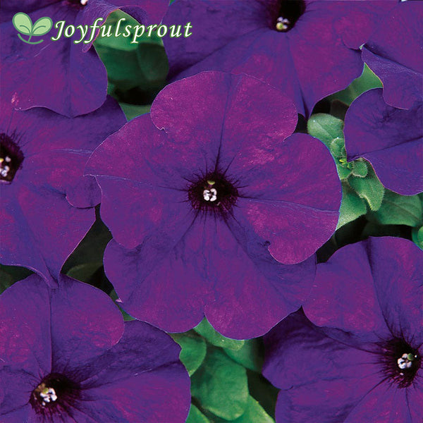 Dreams Midnight Petunia Seeds