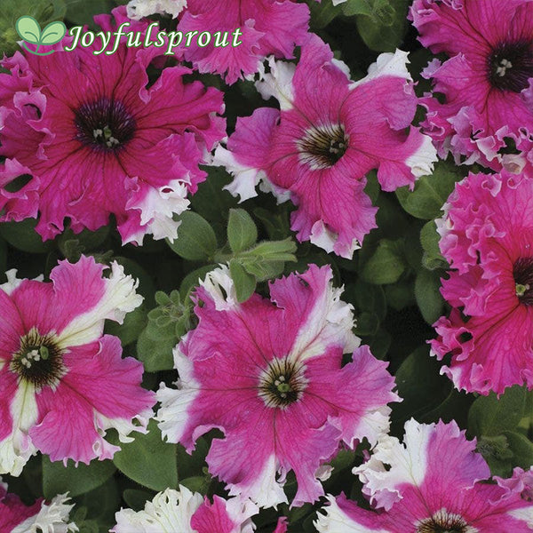 Karkulka Petunia Seeds