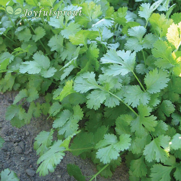 Marino Organic Cilantro Seeds