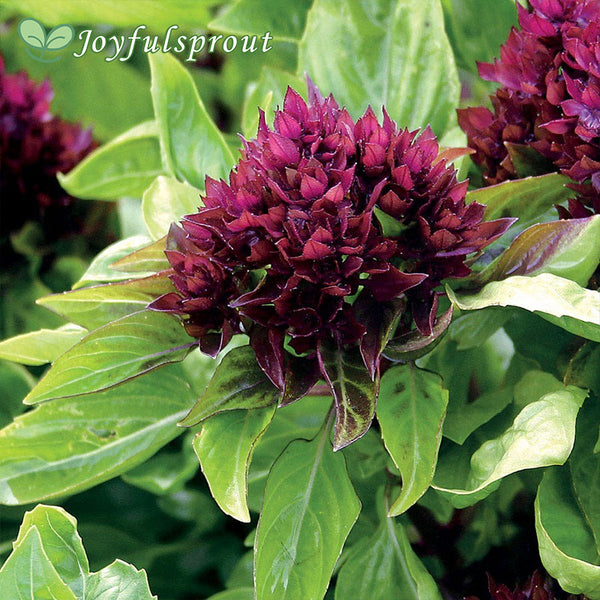 Cardinal Organic Basil Seeds