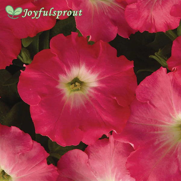 Easy Wave Rosy Dawn Hybrid Petunia Seeds