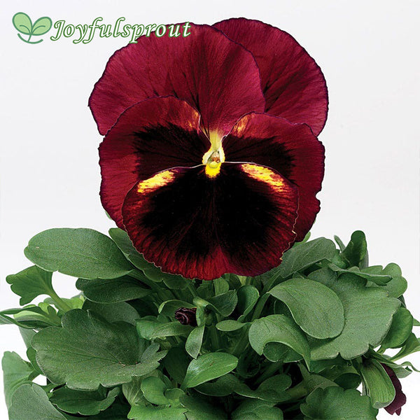 Delta Classic Tapestry Pansy Seeds