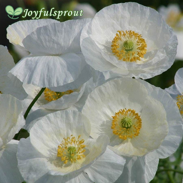 'Bridal Silk' Poppy Seeds