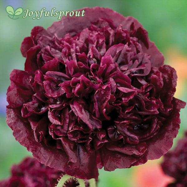 Black Peony Poppy Seeds