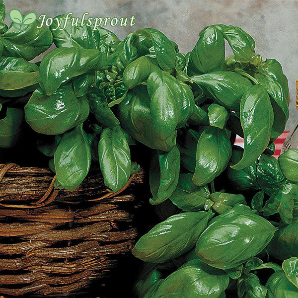 Large Leaf Italian Basil Seeds