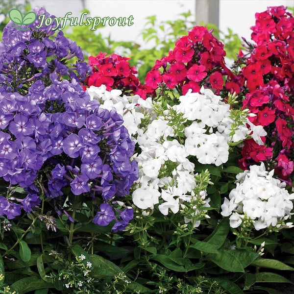 Phlox Patriotic Festival Blend