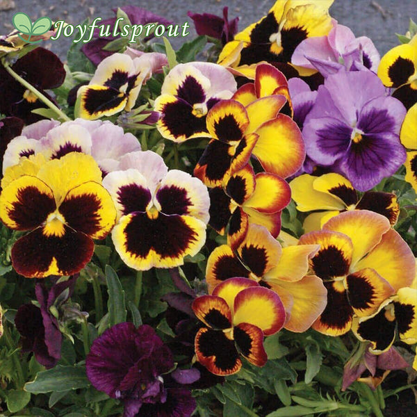 'Swiss Giants Mix' Pansy Heirloom Seeds
