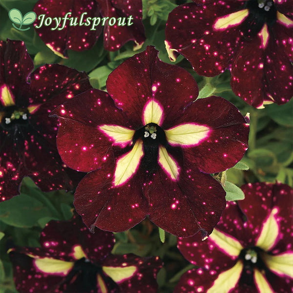 Petunia Headliner Starry Sky Burgundy