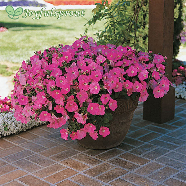 Easy Wave Pink Petunia Seeds
