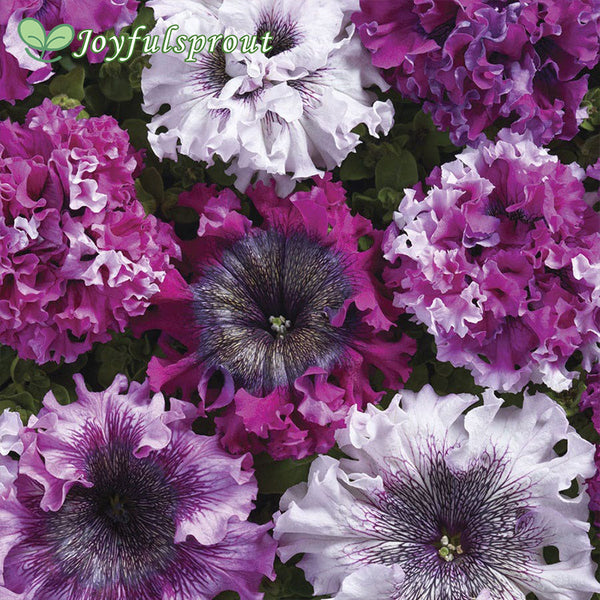 Superbissima Cerny's Triumph Petunia Seeds