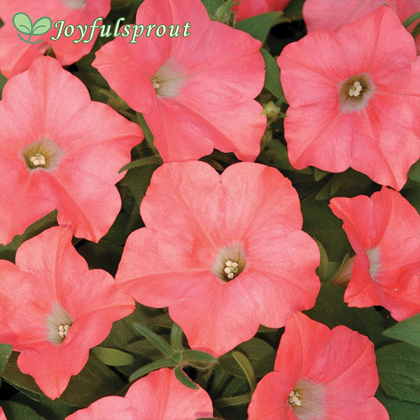 Easy Wave Coral Reef Petunia Seeds