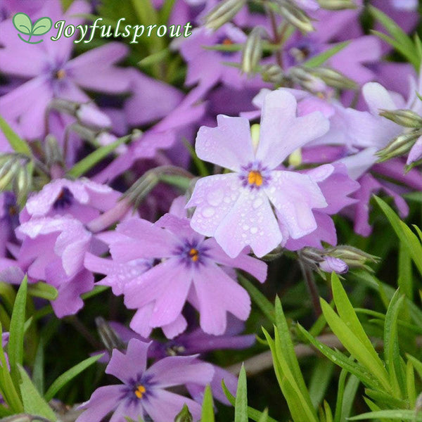 Purple Beauty Phlox