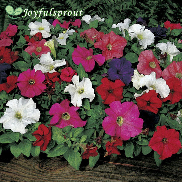Dreams Mix Petunia Seeds