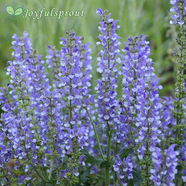 Salvia ColorSpires 'Azure Snow'