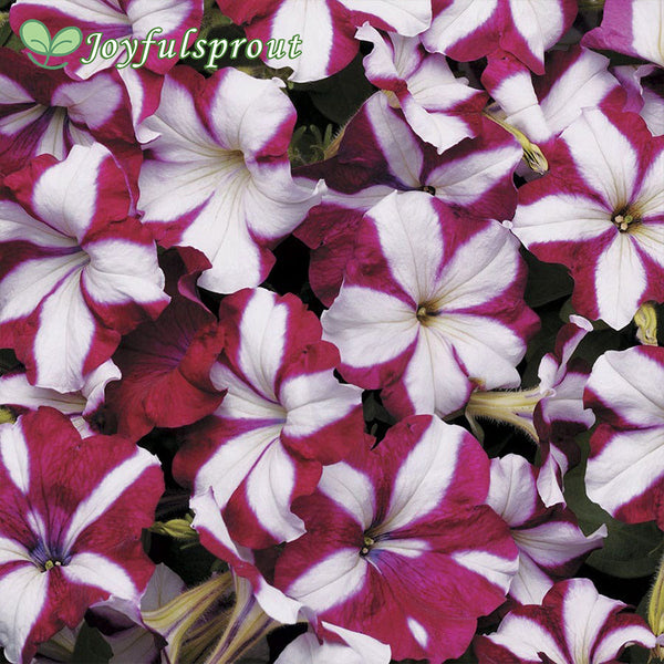 Easy Wave Burgundy Star Petunia Seeds