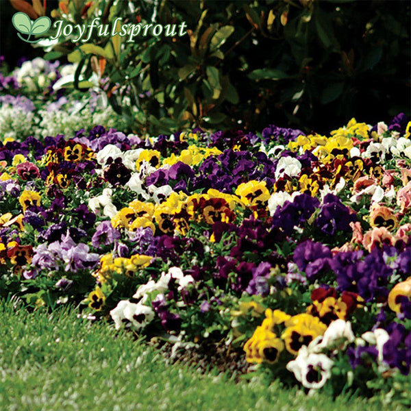 Spring Matrix Blotch Mix Pansy Seeds