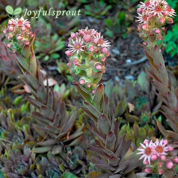 Sempervivum 'Purple Beauty' Hens & Chicks