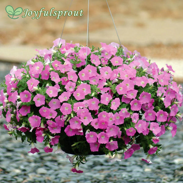 Wave Pink Petunia Seeds