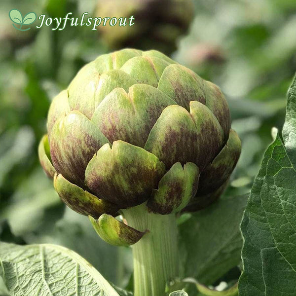 PT-16 Organic Artichoke Seeds