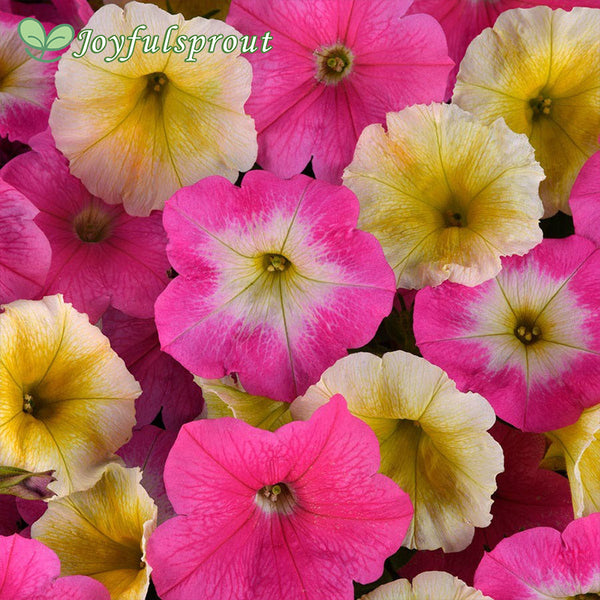 E3 Easy Wave Sweet Taffy Mix Petunia Seeds