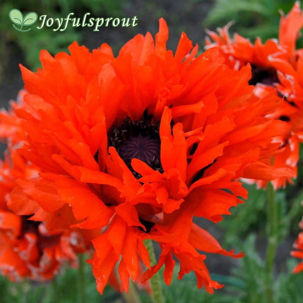 Papaver 'Ruffled Princess of Orange' Poppy