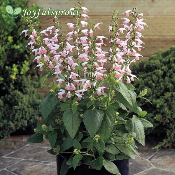 Summer Jewel Pink Salvia Seeds