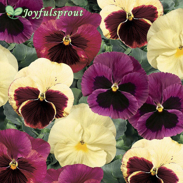 Delta Classic Apple Cider Mix Pansy Seeds