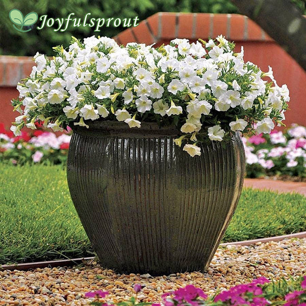 Shock Wave Coconut Petunia Seeds