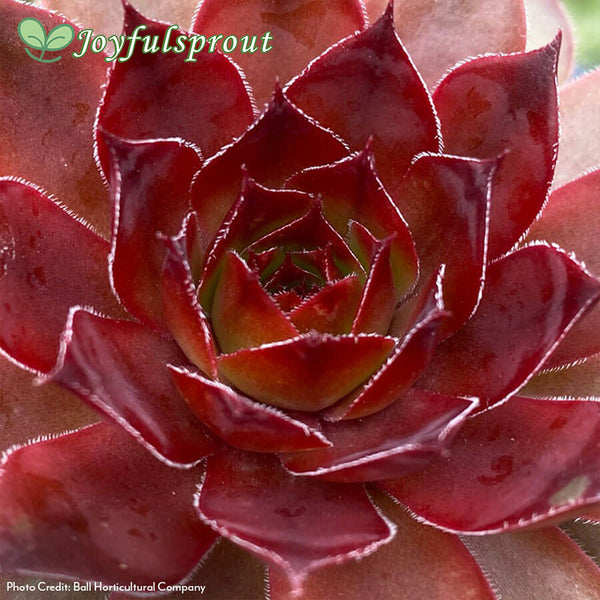 Sempervivum Chick Charms Cherries Jubilee Hens & Chicks