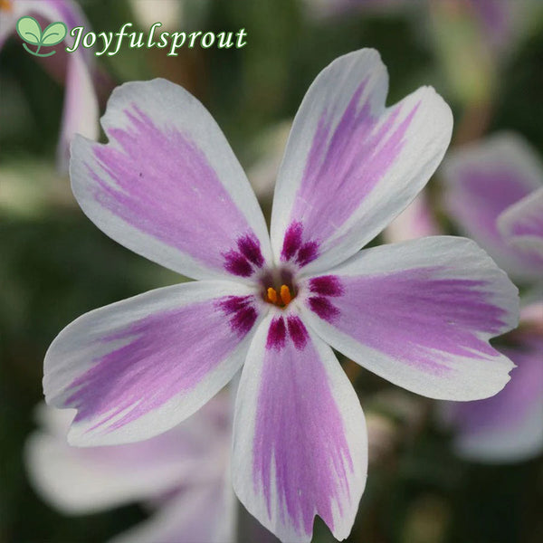 Phlox 'Candy Stripe' Creeping Phlox