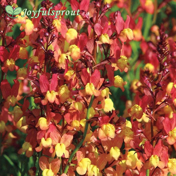 'Licilia Peach' False Snapdragon Seeds