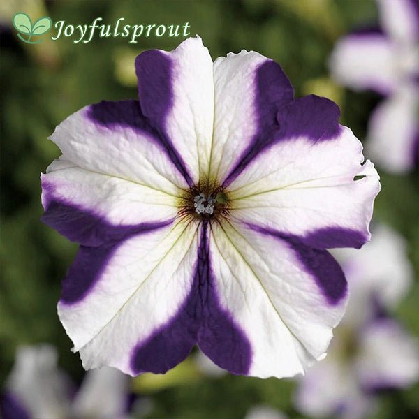 TriTunia Blue Star Hybrid Petunia Seeds